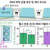 KAIST, 'DNA 균열' 원하는 대로 만들어내는 기술 개발