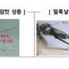 말라리아 모기 급증…지영미 “위험지역, 예방 수칙 실천해야”