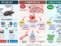 사과껍질 속 '우르솔산', 뇌 염증 줄이고 기억력 지킨다