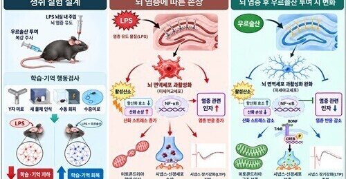 사과껍질 속 '우르솔산', 뇌 염증 줄이고 기억력 지킨다