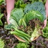 식약처, 음식점 식중독 예방 세척·조리·소독법 안내