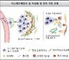 콜라겐이 암 전이 돕는다…종양 악성화 과정 규명