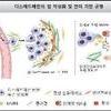 콜라겐이 암 전이 돕는다…종양 악성화 과정 규명
