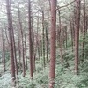 “1㏊당 나무 400~800그루 있는 숲, 산림치유 효과 커”
