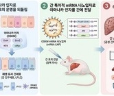 '노화 되돌리는 유전자' 활용해 손상된 간 회복시켰다