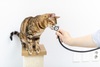 고양이 당뇨병 먹는약 ‘벡사캣’ 美 FDA 승인…동물용 최초 사례