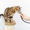고양이 당뇨병 먹는약 ‘벡사캣’ 美 FDA 승인…동물용 최초 사례