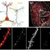 IBS 강봉균 단장 연구팀, 공포 기억 조절하는 신경세포 찾아내