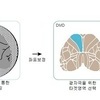 IBS, 빔프로젝터 활용한 뇌 연결지도 제작 기술 개발