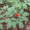 산양삼 뿌리·잎·줄기, 비만 억제에 탁월