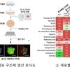 안전성연, 세포 독성 평가 위한 3D 간세포 구조체 개발