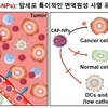 [사이테크 플러스] '항암·면역강화를 동시에'… 무독성 면역치료제 후보약물 개발