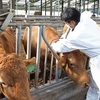 소 럼피스킨병 백신 접종률 91%…방역국장 “통제 가능한 수준에서 관리될 듯”