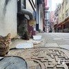고양이 코로나 양성…서울서 첫 반려동물 확진