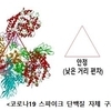 방대본-충남대 “코로나19 바이라스 안전성 높이는 구조로 진화”