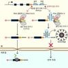 KAIST, 암·루게릭병 등 난치성 질환 발병 기전 밝혔다