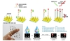 코로나 등 호흡기 감염 30분 만에 확인…신속 검출기술 개발