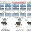 자폐 환자의 과도한 공포·불안 이유 찾았다…뇌 회로 규명